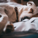 ¿Los perros sueñan? • Blog de mascotas