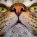 ¿Qué es la fatiga del bigote?