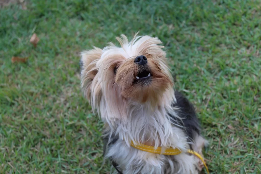 El desarrollo del cachorro: etapas clave desde el nacimiento hasta la adultez