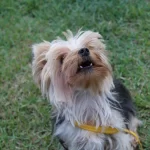 El desarrollo del cachorro: etapas clave desde el nacimiento hasta la adultez