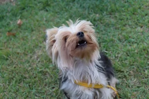 El desarrollo del cachorro: etapas clave desde el nacimiento hasta la adultez