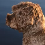 Son buenas las patas de pollo para la alimentación de tu perro en 2026
