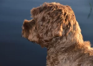 son buenas las patas de pollo para los perros