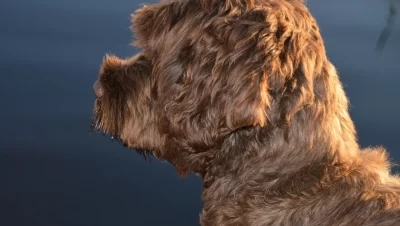 son buenas las patas de pollo para los perros