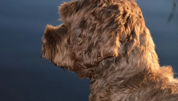 son buenas las patas de pollo para los perros